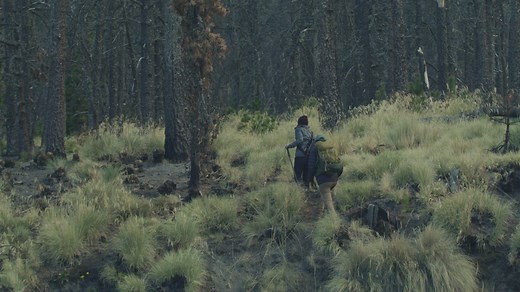 Young people walking through a forest - Free Stock Video