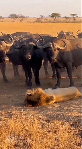 ​🦁 Revenge of the Herd! Massive Buffalo Mob Takes Down Lion in Epic Safari Showdown 🐃 #ai #wildlife