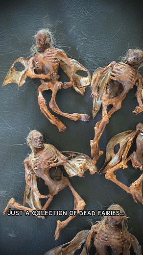 The fairies are ready to be mounted for display.. #mummified #preserved #mummy #creepy #horror #creepytok #horrortok #dead #corpse #forever #wings #freak #darkart #haunted #horrorart #scary #doll #horrordoll #wtf #ancient #oddities #wow #real #feadfairy #fairy #fairies #magic #magical #mystic #beautiful #death