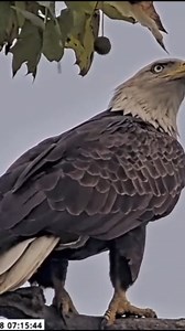Close-up of Irvin at United States Steel Corporation bald eagles nest | PixCams