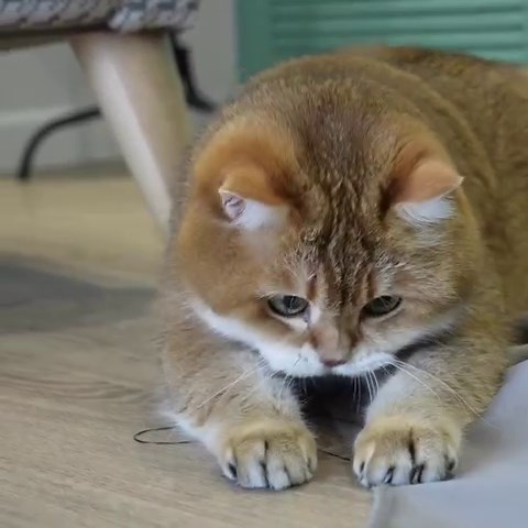 How to sew curtains with a cat 🐈🧵 | Hosico Cat