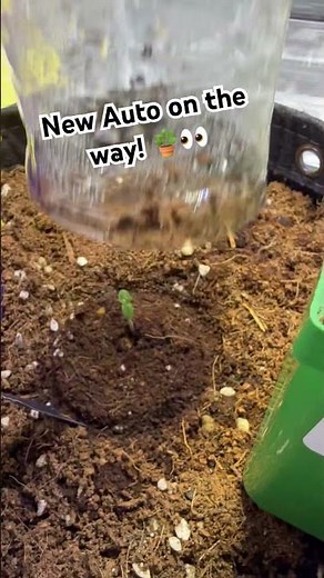 New Autoflower by 42 fast buds | 420 Fast Buds Am Risa Zkittles grow!