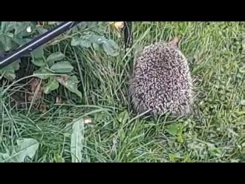 We saw a Hedgehog eating something in our garden 😱