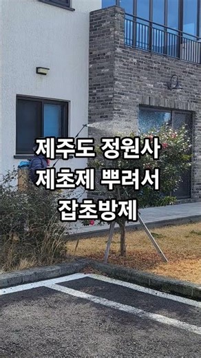 제주도 정원사 제초제 뿌려 잡초/잔디맨 잡초 제거 힘든 억쎈 종류의 풀들은 겨울철에 제거 방제#정원사#제초제#정원관리#잡초방제#잔디맨