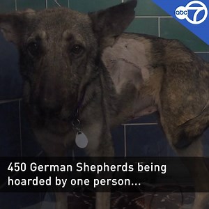 318K views · 1.5K reactions | DOG HOARDING: 450 German Shepherds were "found in poop, eating other dogs, beat with a shovel" in an extreme hoarding case in Georgia. A Maryland shelter rescued dozens. More >>> https://bit.ly/2AM5hVk | 7News DC | Facebook