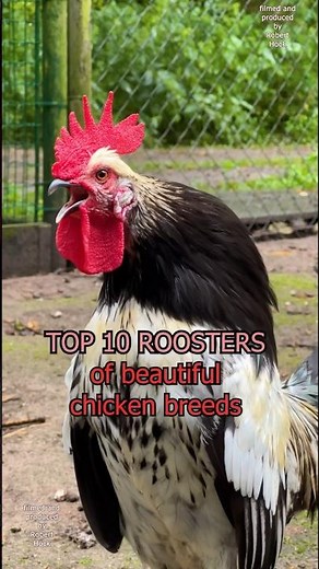 Backyard roosters of 10 beautiful chicken breeds #raisingchickens #farming #rarechickenbreeds #hahn