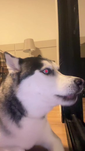 Lupin é o proprio cantor de ópera de casa #fy #husky