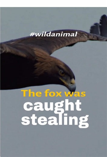 Thieving Fox Caught in Action