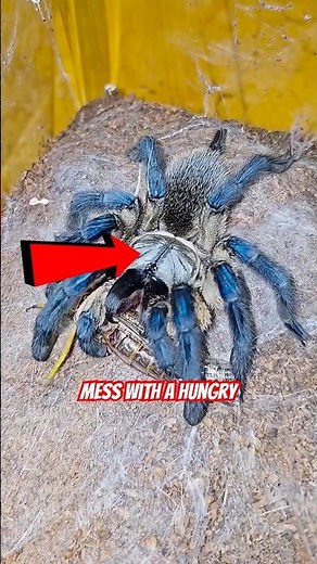 When Bugs and Reptiles Attack: Real Life Predator vs Prey Moments Caught on Camera! 🕷️ 🐛