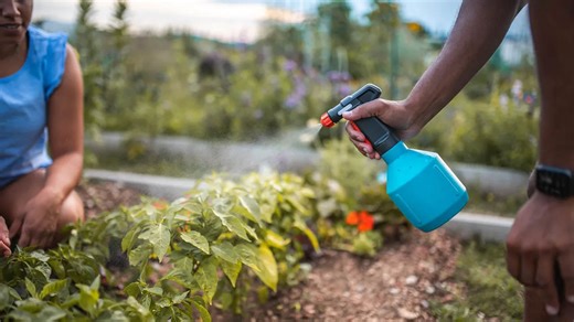 10 reasons to be careful when using "safe" dish soap for pest control in the garden