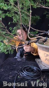 146K views · 3.6K reactions | How to create a Bonsai tree (DIY) - Beautiful bonsai bending skills that will surprise you #bonsai | Love Bonsai | Facebook