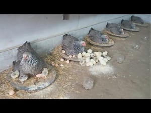 How to hatch chicks at home with mother hens