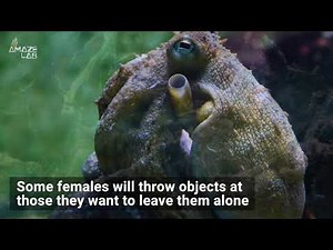 Lady Octopuses ‘Throw’ Objects at Overbearing Males Underwater