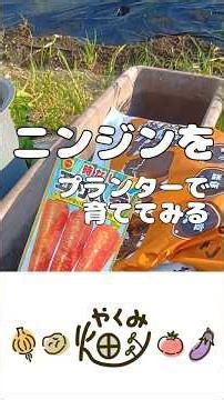 ニンジンをプランターで育ててみる【やくみ畑】5.14