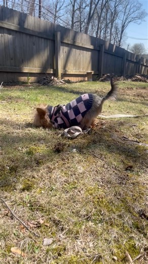 Hallie digging a hole to China