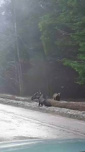 Watch the bear attack on the moose this morning 😯 | Best Video
