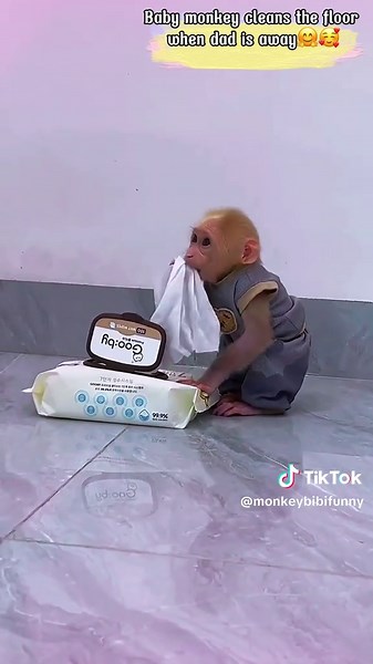 Baby Monkey's Impressive Floor Cleaning Skills