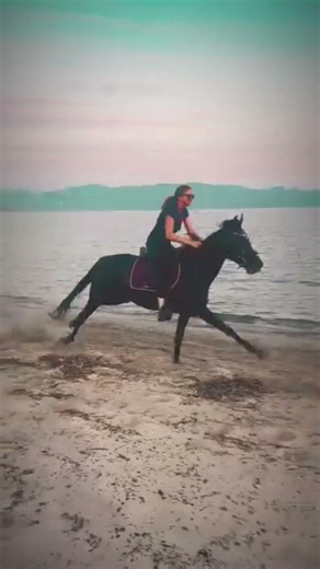 Balade à cheval en Corse à Porto Pollo #corsica #cheval #travel