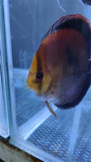 My Ghost Discus pair nurturing their wrigglers. Look where they have moved them! #discusden