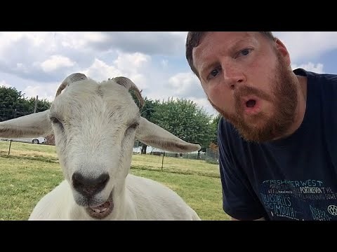 The Funniest Animal Videos 2024 Will Make You LAUGH SO HARD YOU'LL CRY