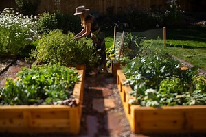 About Backyard Boxes