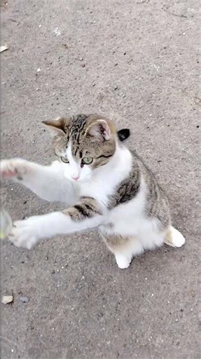 Kitten exercise! #cat #cats