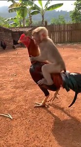 The Rooster Rodeo! 🐓🐒 | US Monkey Gorilla