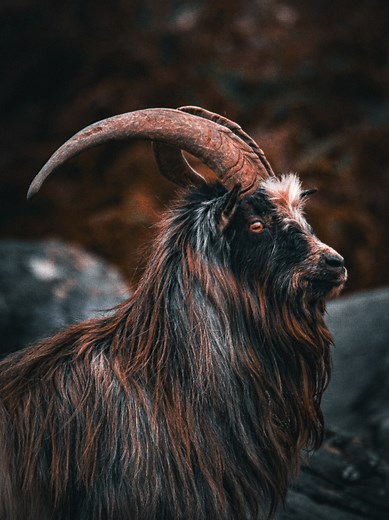 RAW vs Edit: Wild Goat Photography on Isle of Mull