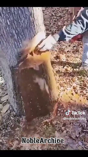 Exploring Different Types of Trees Around the World