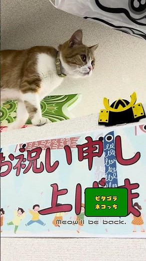 【こいのぼりと会社猫】 Carp streamer and office cat #shorts #cat #猫 #こいのぼり #culture #japaneseculture #ネコ #ねこ
