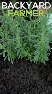 5.2K views · 29 reactions | Planting an Herb Garden (Step by Step) | Backyard Farmer | Facebook