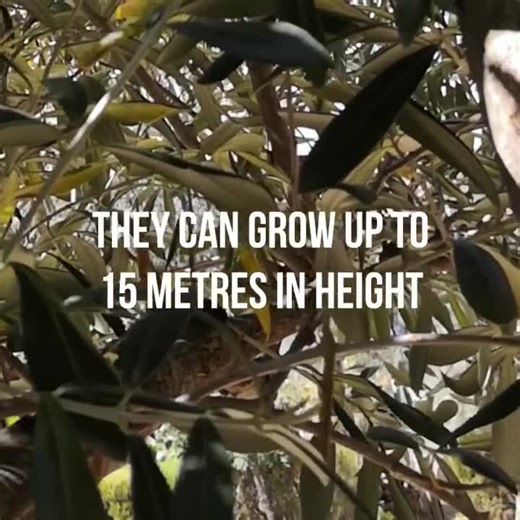 The olive tree is a fascinating thing! Here are some quick facts: 🫒The olive tree grows so well near the Mediterranean coast, which is why our olive oil is just so good. 🫒They can grow up to 50 feet in height. 🫒The average lifespan of an olive tree is 600 years, but an olive tree can live up to 2,000 or 3,000 years. 🫒There are 800 million olive trees worldwide, including ours in Andalucia, Spain. | La Española