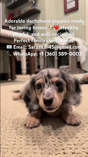 Healthy dachshunds puppies looking for new homes.