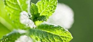 Mint: A Natural Insect Repellent | DoItYourself.com