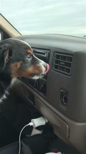 A whole new world #miniaussie #cutedogs #puppy