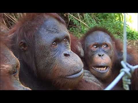 The Orangutan Sanctuary of West Malaysia
