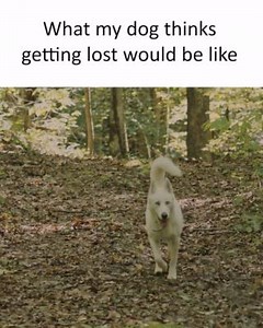 🐶 Pet registration renewals are due by 9 April 🐱 Registering your pet helps keep them safe. If they ever get lost, registration helps us to get them back home instead of struggling to survive alone in the wild. Cats and dogs over 3 months old must be registered with Council. Register online or pay your registration notice at http://www.boroondara.vic.gov.au/services/pets-and-animals/pet-registration . | City of Boroondara