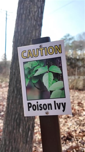 Not all vines are created equal. Some are friends. Some are absolutely not. Poison Ivy, Toxicodendron radicans, is still very much a problem in winter. This vining plant follows the classic “leaves of three” rule when in season, often turning red in the fall. In winter, look for red vines and those signature fuzzy red “feet” that cling to trees and structures. Even when it has no leaves, the entire plant is still coated in the oils that cause that unforgettable itch. Yes, even the bare sticks. W