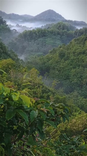 Morning Mist in the Forest 🌿 Calm Nature View