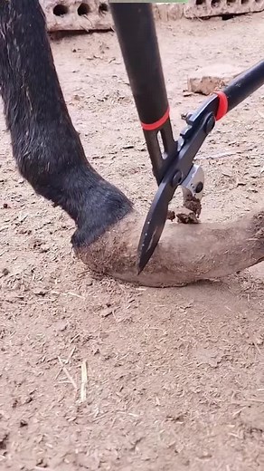 Horse Hoof Trimming Techniques with Hoof Pick