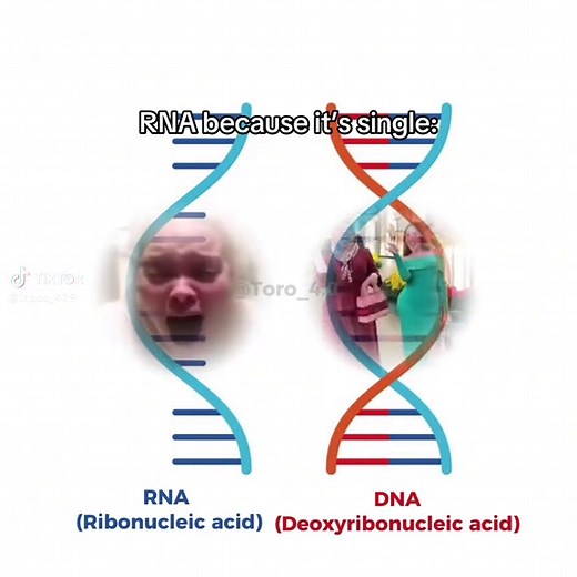 Understanding RNA and DNA Through Memes