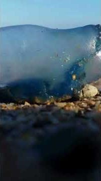 Blue Dragon Fish Urdu Explainer #BlueDragonFish #MarineLifeUrdu #OceanCreatures #EducationalVideo