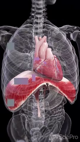 102K views · 1.4K reactions |  Heart & Diaphragm: The Lifesaving Duo...
