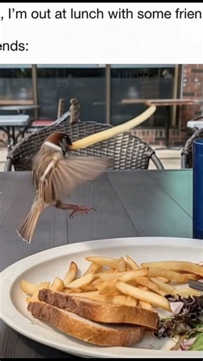 bird eating someones lunch swings fry like light saber #foryoupage