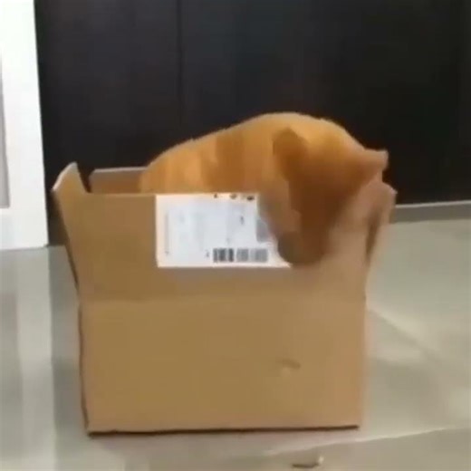 Ultrakill Cat #memes #ultrakill #catmeme