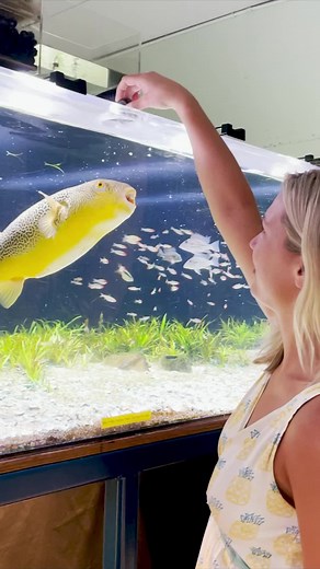Murphy is a Huge Mbu Pufferfish 🐡 | Aquarium Info