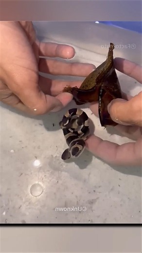 He Found a Shark Egg… What Hatched Next Was Incredible! 🦈🥚😱