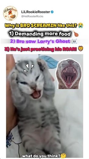 Why is bro SCREAMIN like this? 😭🐱