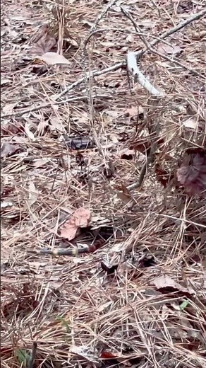 Snake #hiking #snake #floridanature #floridahiking #snakespecies