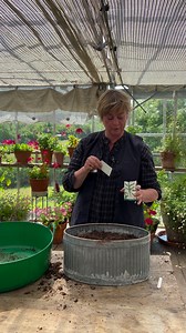 Sarah's seeds to sow now: Wild Rocket Wild Rocket is slower growing than salad rocket, with thinner leaves, which it produces for twice as long. Cover with fleece during winter to continue harvests. To discover Sarah’s top tips on how to sow seeds and get the best from them, visit the website here: www.sarahraven.com/seeds-to-sow-now#jul | Sarah Raven